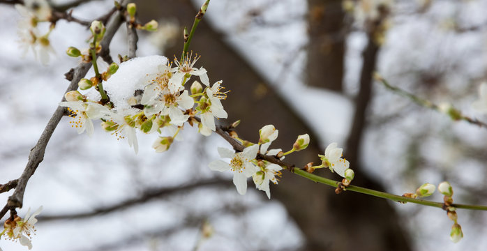 Sudden winter in spring. Fruit tree blossoms in the snow. 