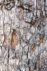 Tree's bark background