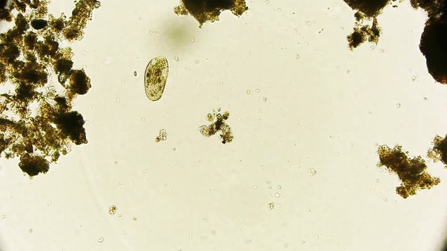 Mikroorganismus unter dem Mikroskop in 4K