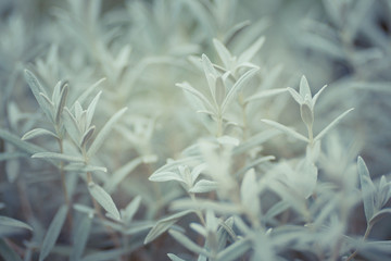 Tranquil color of nature