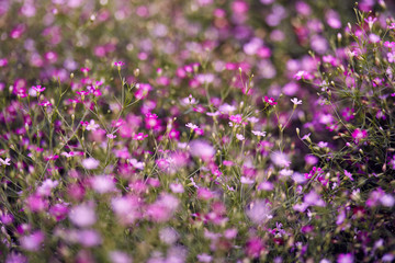 Fototapeta premium Gypsophila flower beautiful