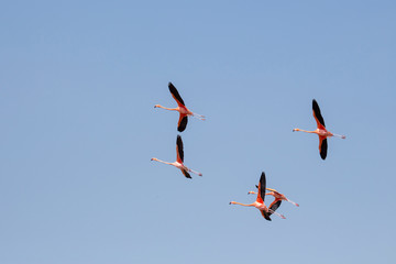 Flamingos om Flug