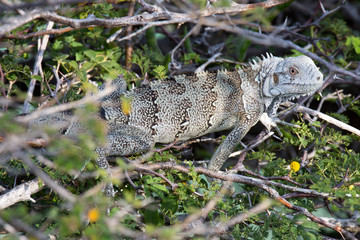 Leguan im Gebüsch