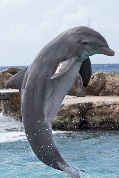 Delfin über Wasser