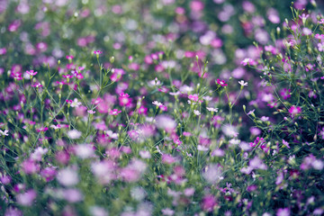 Obraz premium Gypsophila flower beautiful