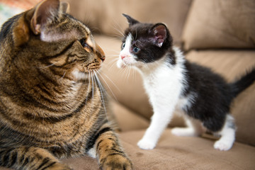 Fototapeta na wymiar Little kitten threatening a big cat