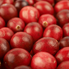 Surface coated with the cranberries