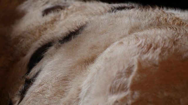  Domestic cattle in the barn resting and chewing cud 3840X2160 UltraHD footage - Cow animal break down cellulose