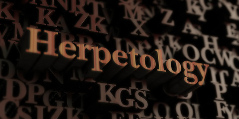 herpetology - Wooden 3D rendered letters/message.  Can be used for an online banner ad or a print postcard.