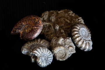 Ammonites