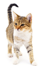 Obraz premium Kitten on white background.