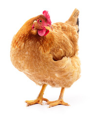 Brown hen isolated.