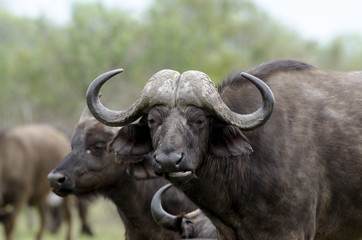Buffle d'Afrique, Syncerus caffer, Parc national Kruger, Afrique du Sud