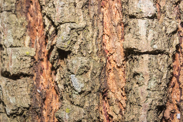 Details of tree bark