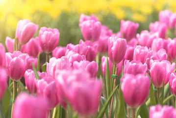Fototapeta premium Beautiful bouquet of pink tulips in spring season with flare of sunlight