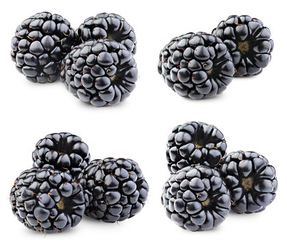ripe blackberries isolated