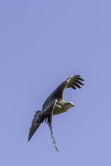Red kite bird of prey flying. Manoeuvring to turn in the air. Blue sky copy space.