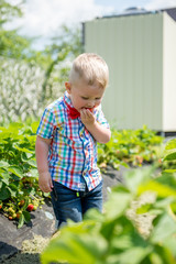 little boy eating strawberries in the garden