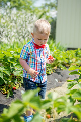 little boy eating strawberries in the garden