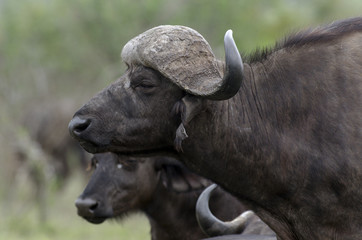Buffle d'Afrique, Syncerus caffer, Parc national Kruger, Afrique du Sud