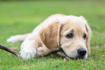 Golden Retriever puppy