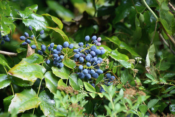 Blaue Beeren 175 Mahonie