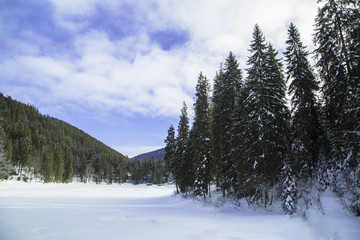 Mount Forest Beautiful winter panorama. Carpathian mountains 