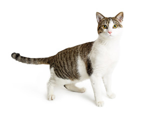 Tabby and White Cat Standing Looking Forward