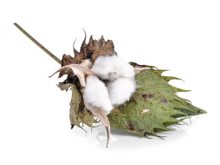 Cotton boll isolated on white