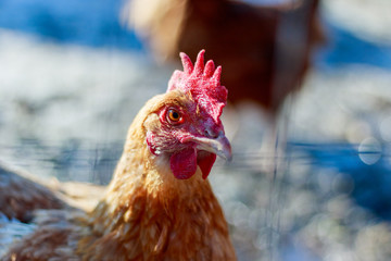 Hen close up portrait