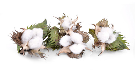 Cotton boll isolated on white