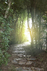 Tunnel of green trees