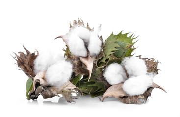 Cotton boll isolated on white
