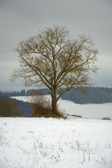 Fototapeta na wymiar Lonely tree in winter country