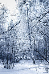 Snow, winter forest