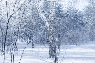 Snow, winter forest