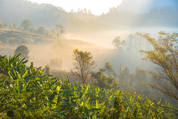 Obraz premium Beautiful scenery during time the sunrise view from below of Doi Luang Chiang Dao in the wildlife protected areas with banana trees.