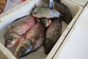 Fresh fish (carp)