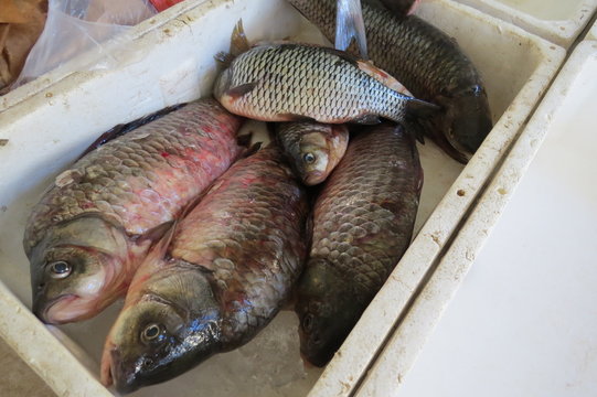 taschendieb clipart fish