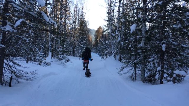A man going through winter forest. He carries a large backpack and a thing for skiing.