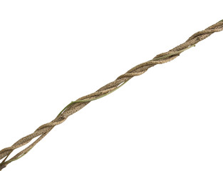 Twisted wild vine isolated on white background