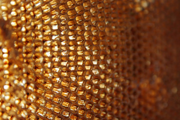 Empty wax honeycomb