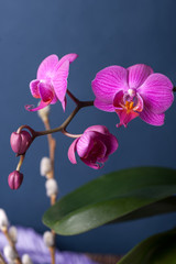 Fototapeta na wymiar Pink streaked orchid flower,