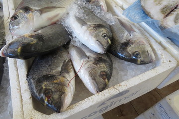 Dorado