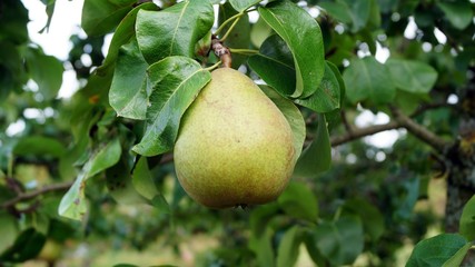 Birne am Baum