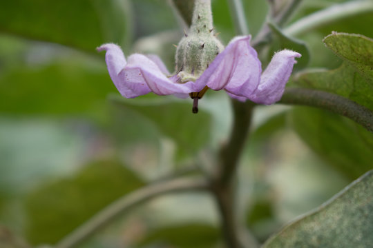 Eggplant Flower