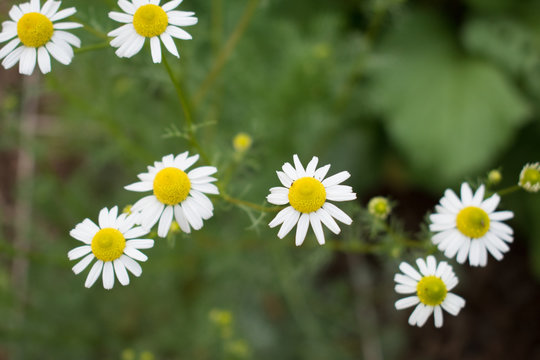Chamomile Flowers