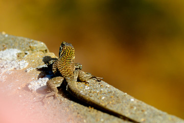 Lizard on the wall. Sicily Italy.