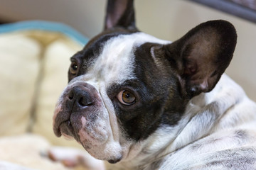 French bulldog lying on the lair