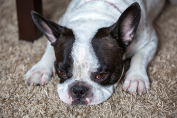 French bulldog lying on the carpet